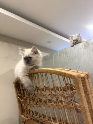 Adorable Himalayan Kitten for Sale