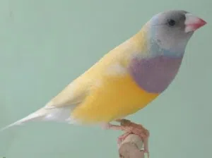 طيرة كولدن فنش لون طفرة