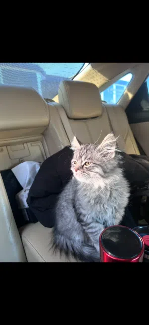 قط للبيع بسعر جيد شانشيلا