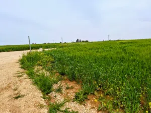 Farm Land for Sale in Madaba Al-Faisaliyyah