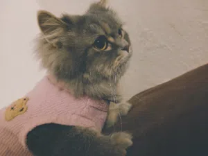 قطه للتبني