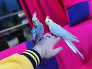 عصافير كوكتيل أليف