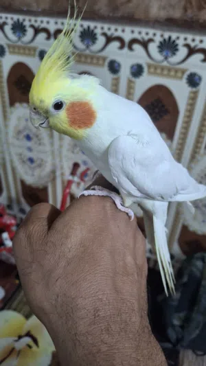 كوكتيل اليف ومتكلم