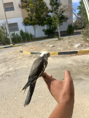 الله يبارك كوكتيل ترويض فل الفل