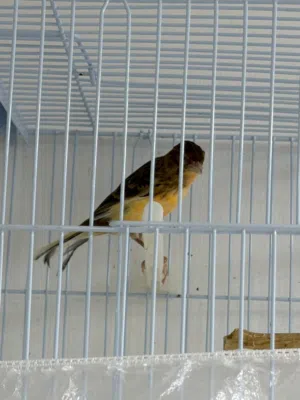 للبيع 3 طيور فورخ كناري