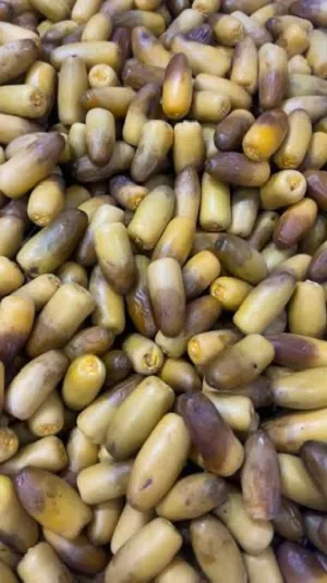 رطب نغال فاخر حبة كبيرة خراف كل يوم حسب طلب وكمية خيرات الرستاق