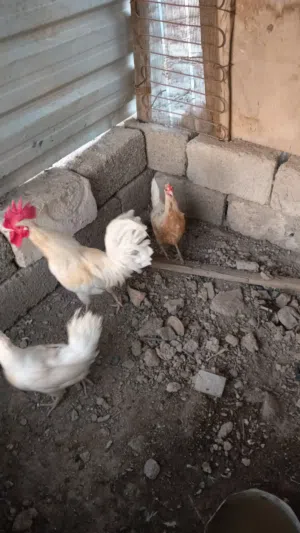دجاج كويتي للبيع شوف لوصف