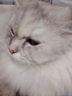 adam 