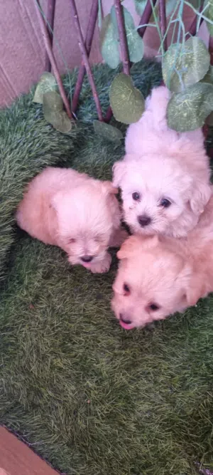 جرواي مالتيبو Maltibo puppy