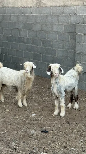 حلال رحبي اصل