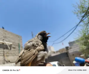 مخلف فحل اليف بداية تغريد وتگبيع