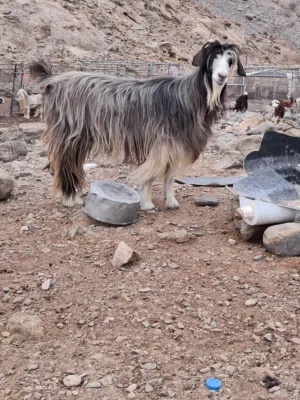 اغنام للبيع اضاحي او لتربيه سمان ماشاء الله