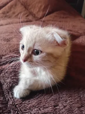 سكوتش فولد لون كريمي للبيع