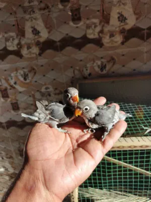 غندوره زوج خوات ياكلن بخشوكه متعلمات