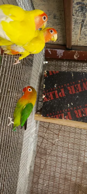 Birds0