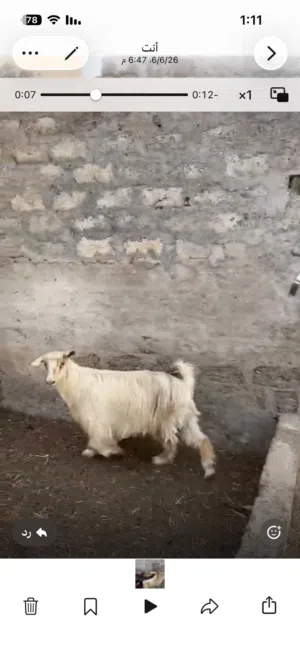 أغنام للبيع