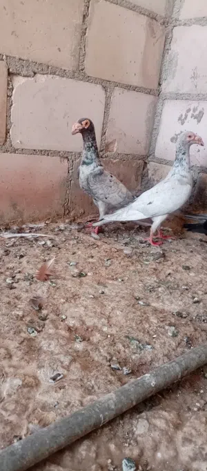 جوز جلوفت قراقطه