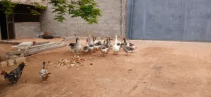 اقرا الوصف  بسم الله مشاءالله وز للبيع
