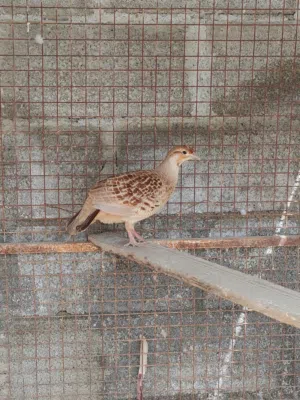 ذكر صفرد باكستاني الأصفر للبيع