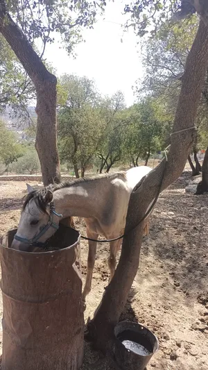 ‏خيل‏0