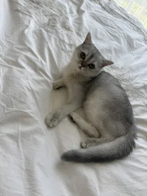 Silver chinchilla kitten