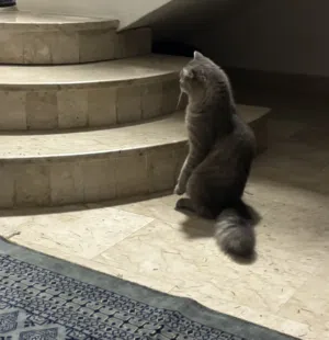 two cats for adoption