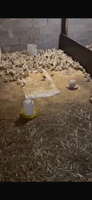 صوص دجاج بلدي