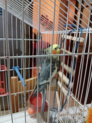حورية الببغاء (كوكتيل)