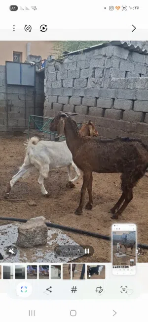 أغنام باكستانيات تربيه تبارك الرحمن  وشي ذبايح كباش صغار للتربيه والذباح