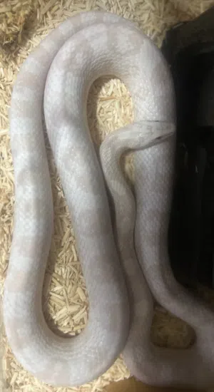 Corn snake
