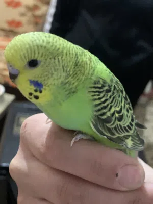 طيور حب (روز)