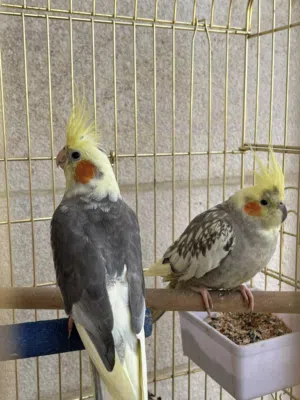 مع أو بدون قفصهم عصافيرcockatiel