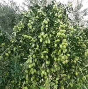مشاتل السهل الأخضر الزراعيه