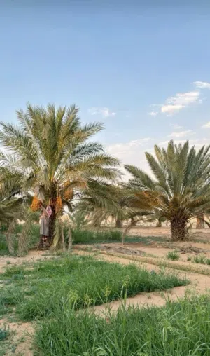 ارض للبيع في السواني