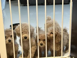 Adorable toy poodle puppies born January 17th! Very small in size and weight!