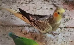 أنثئ كوكتيل جاهزة أقر الوصف