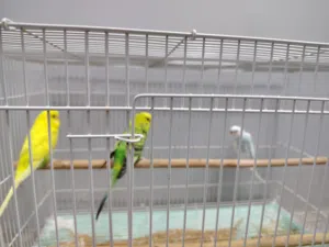 طيور بادجي للبيع