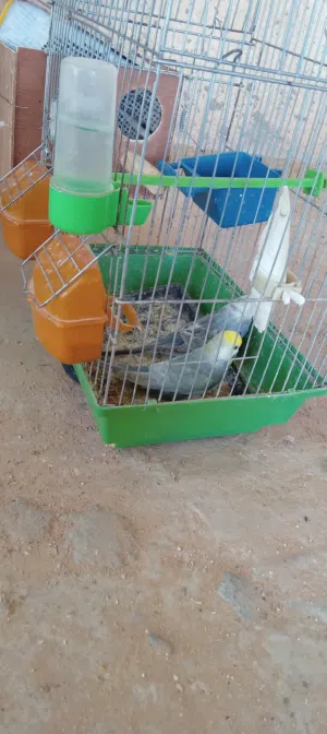 السلام عليكم ورحمة الله كوبيه رينبو تحتها فرخ للبيع