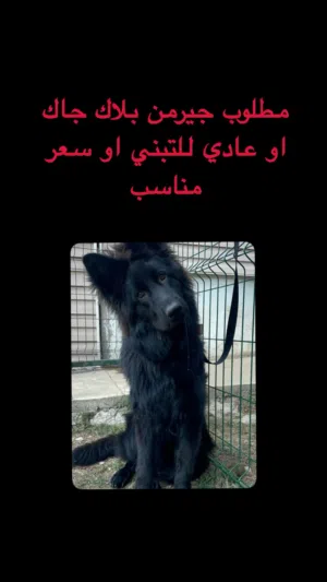 مطلوب جيرمن بلاك جاك او عادي للتبني او سعر مناسب