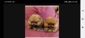 جراوي مني بومارينين للبيع