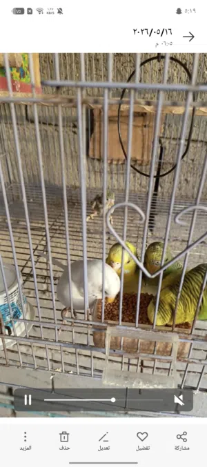 السلام عليكم طيور الحب للبيع زوج و ثلاثة مخاليف,