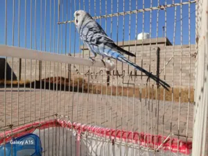 طير سبانكل درجه اولا