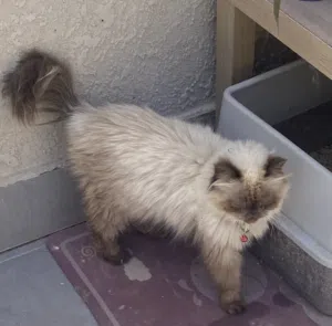 Cats for adoption sale