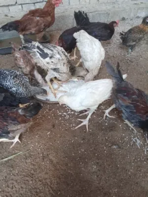 متاح دجاج للبيع صحتهن خير من الله اقرا الوصف وشوف الفيديو مالهن