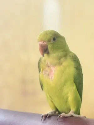 متوه دره للبيع