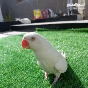 حسام الأمير 