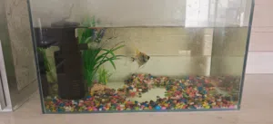 للبيع: حوض سمك متكامل (جاهز للعرض)
