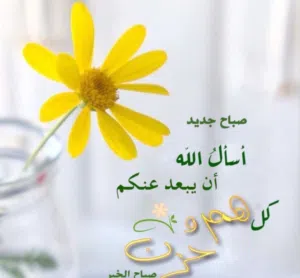 alzainy ahmed