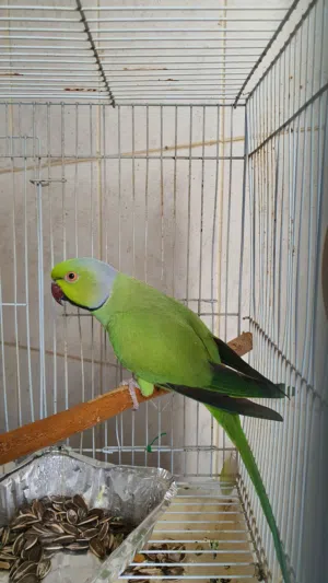 ببغاء متو ذكر
