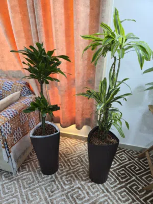 two perfect size plants for sale in salmiyah b10 with pot